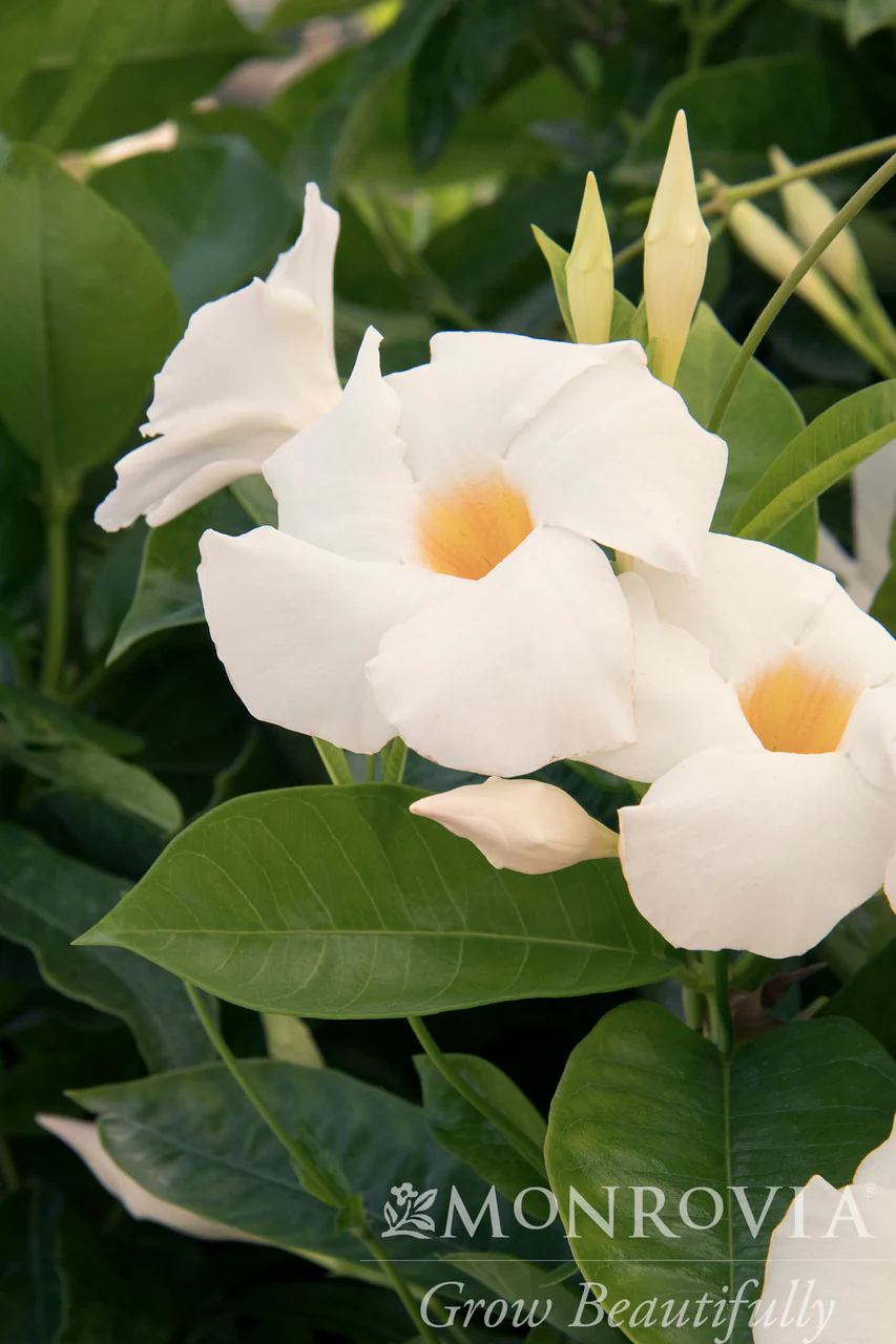 Sun Parasol® Giant White Mandevilla - Monrovia