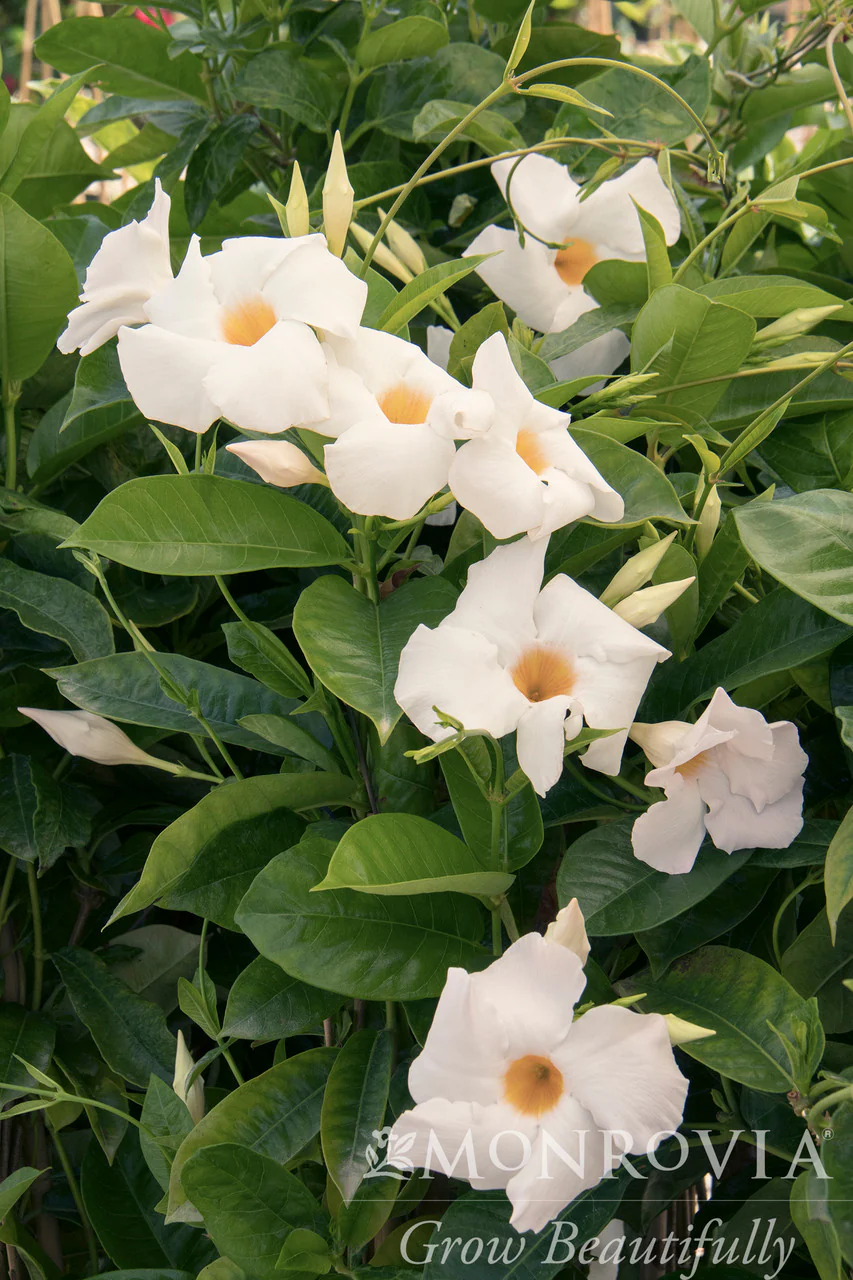 Sun Parasol® Giant White Mandevilla - Monrovia - Image 2