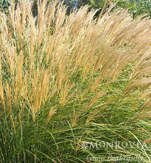 Adagio Maiden Grass - Monrovia - Image 3