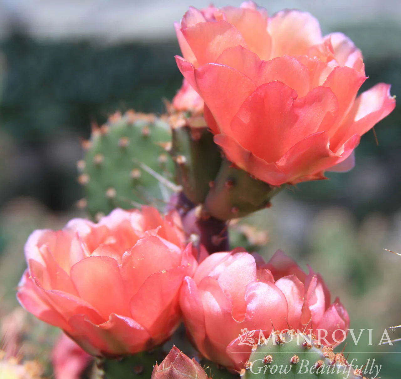 Baby Rita Prickly Pear - Monrovia