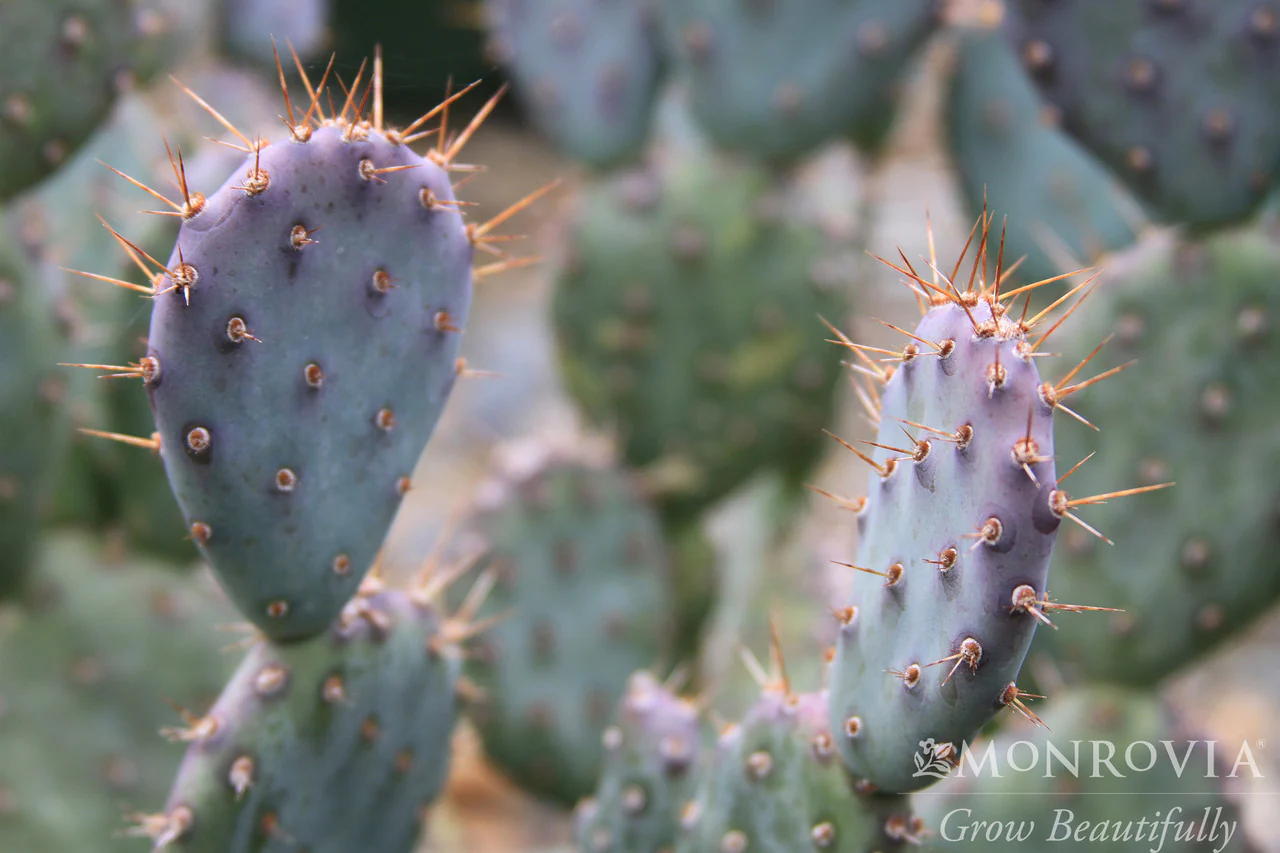 Baby Rita Prickly Pear - Monrovia - Image 2