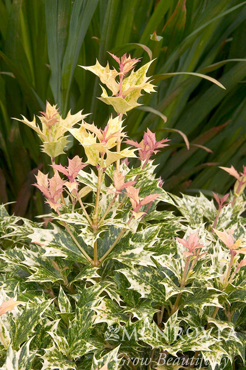 Goshiki Osmanthus - Monrovia