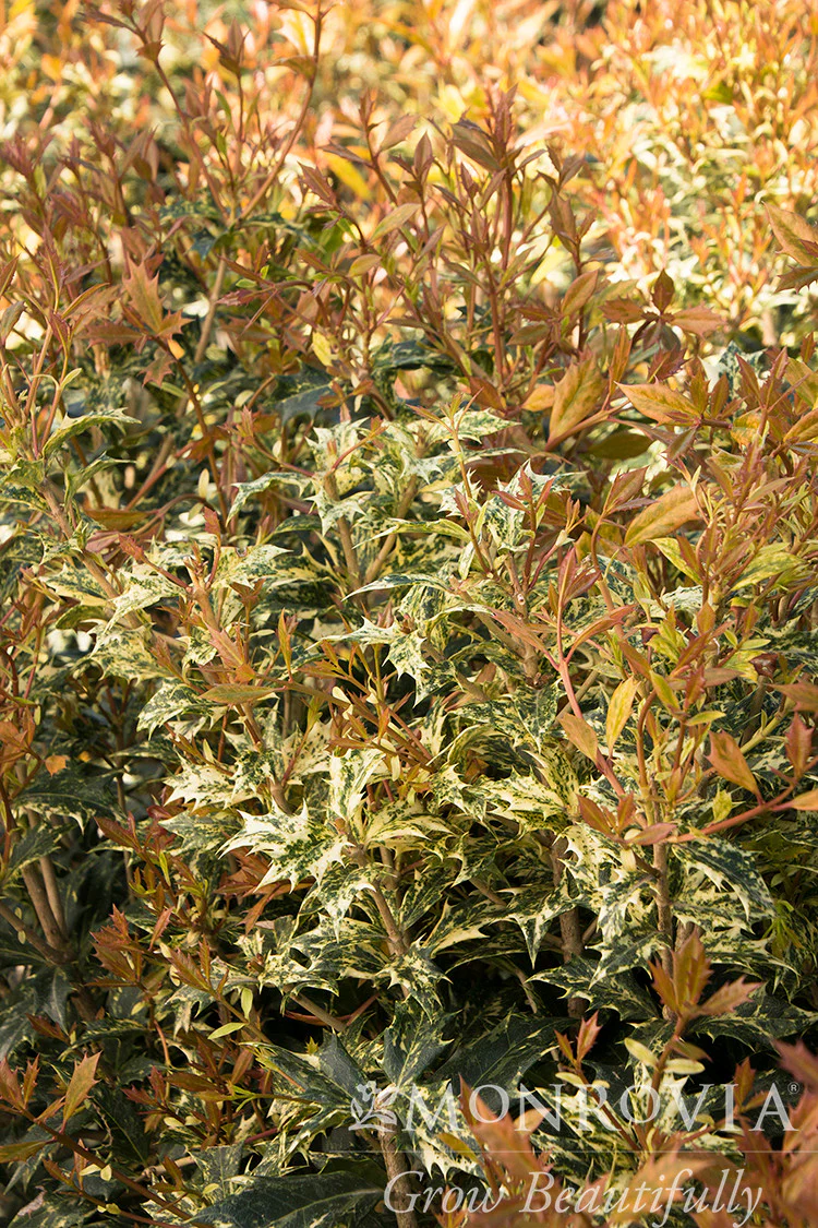 Goshiki Osmanthus - Monrovia - Image 3