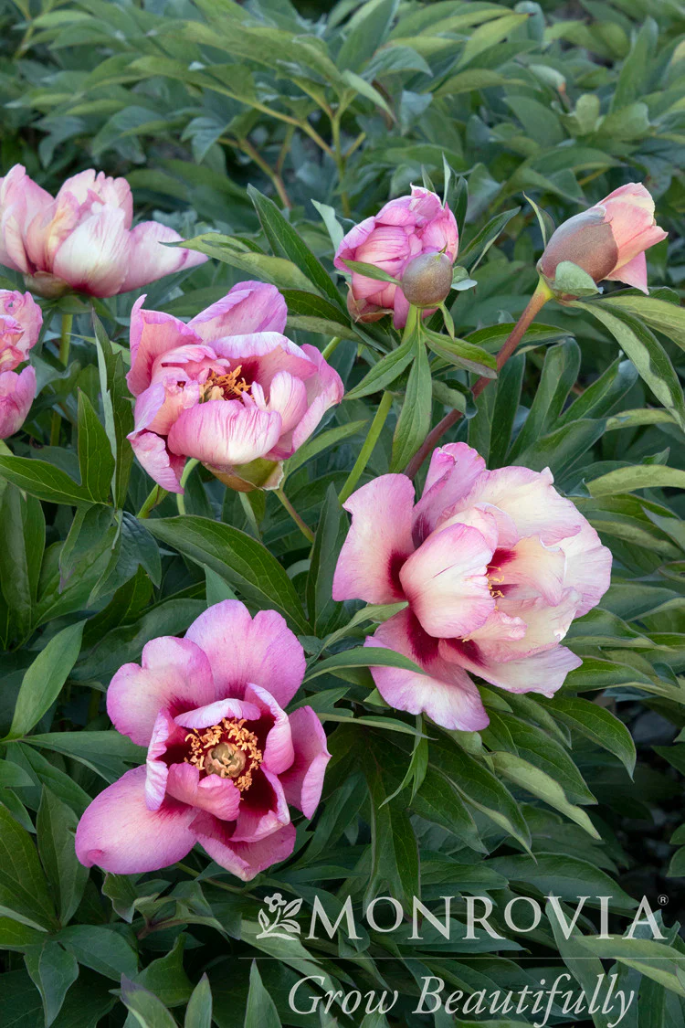 Takara™ (Treasure) Itoh Peony - Monrovia - Image 3