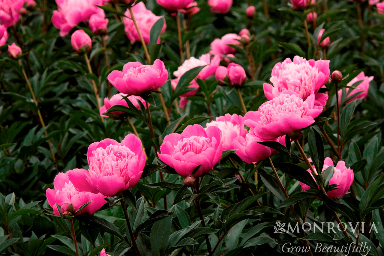 Madame Emile Debatene Double Peony - Monrovia - Image 3