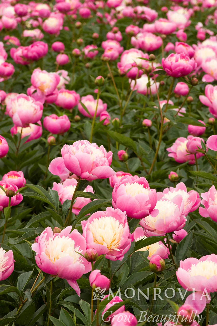 Bowl of Beauty Herbaceous Peony - Monrovia - Image 3
