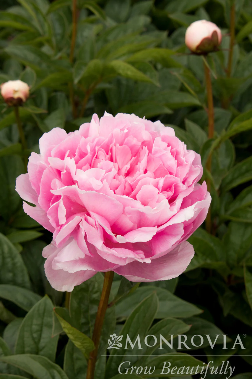 Lady Orchid Peony - Monrovia - Image 3