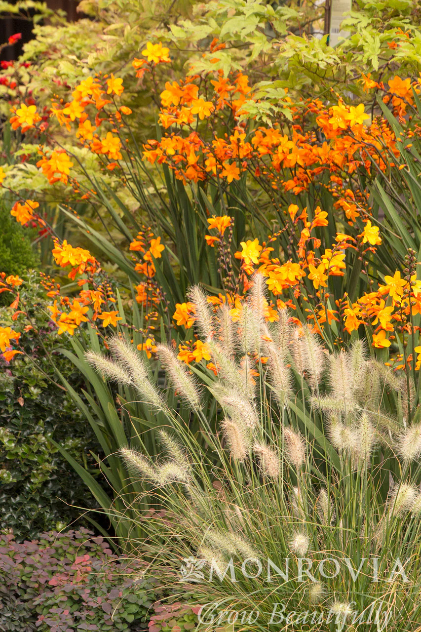 Little Bunny Dwarf Fountain Grass - Monrovia - Image 3