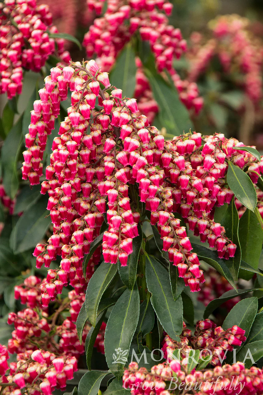Enchanted Forest® Gay Goblin™ Pieris - Monrovia