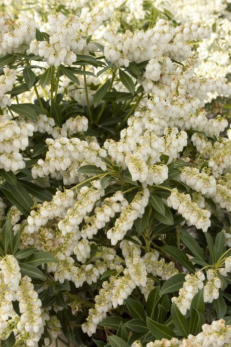 Purity Pieris - Monrovia