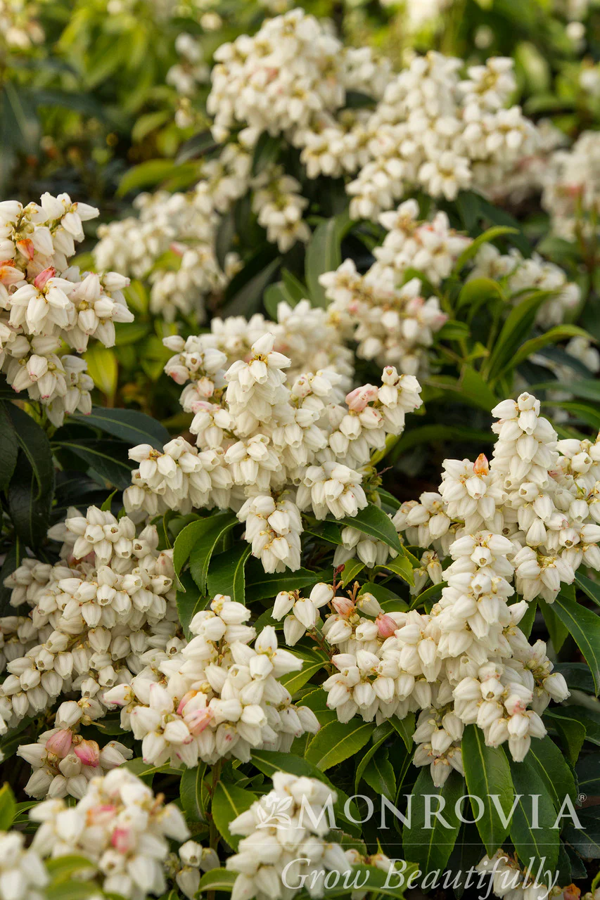 Enchanted Forest® River Nymph™ Pieris - Monrovia