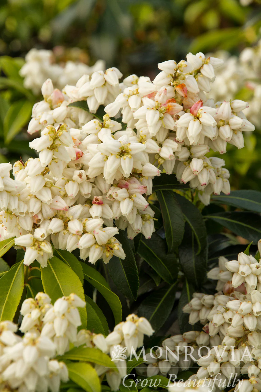 Enchanted Forest® River Nymph™ Pieris - Monrovia - Image 2