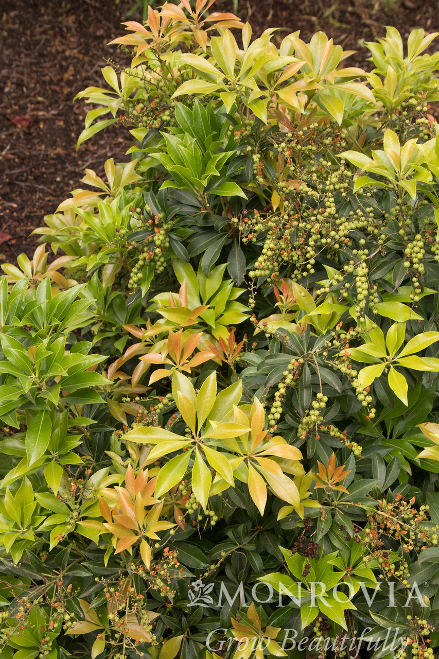 Enchanted Forest® River Nymph™ Pieris - Monrovia - Image 3