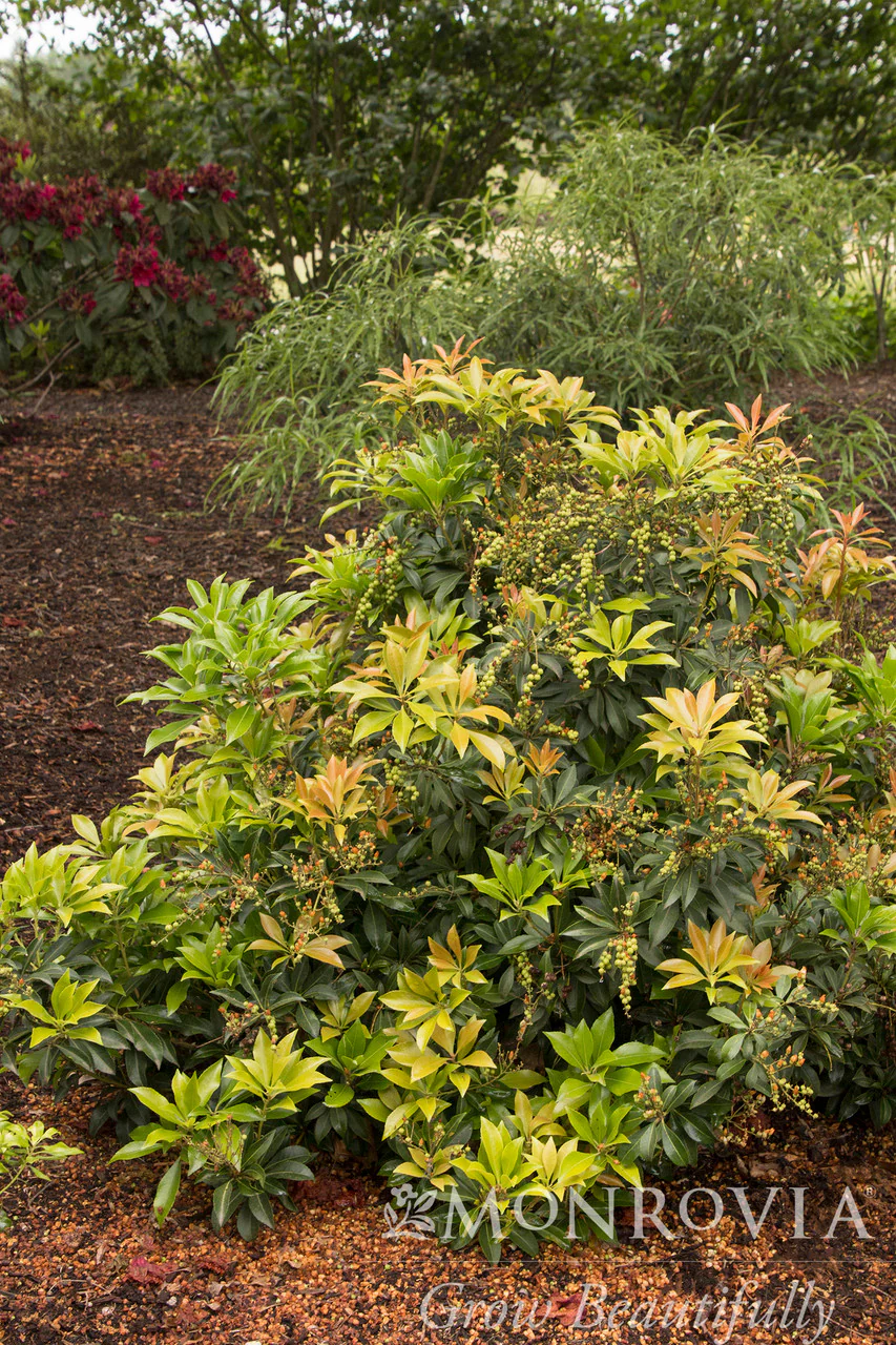 Enchanted Forest® River Nymph™ Pieris - Monrovia - Image 4