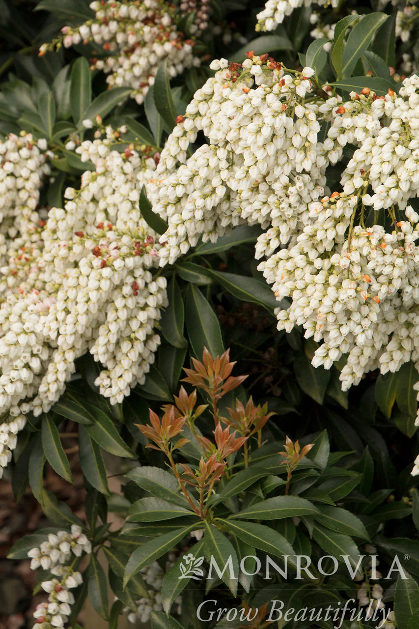 Enchanted Forest® River Nymph™ Pieris - Monrovia - Image 5