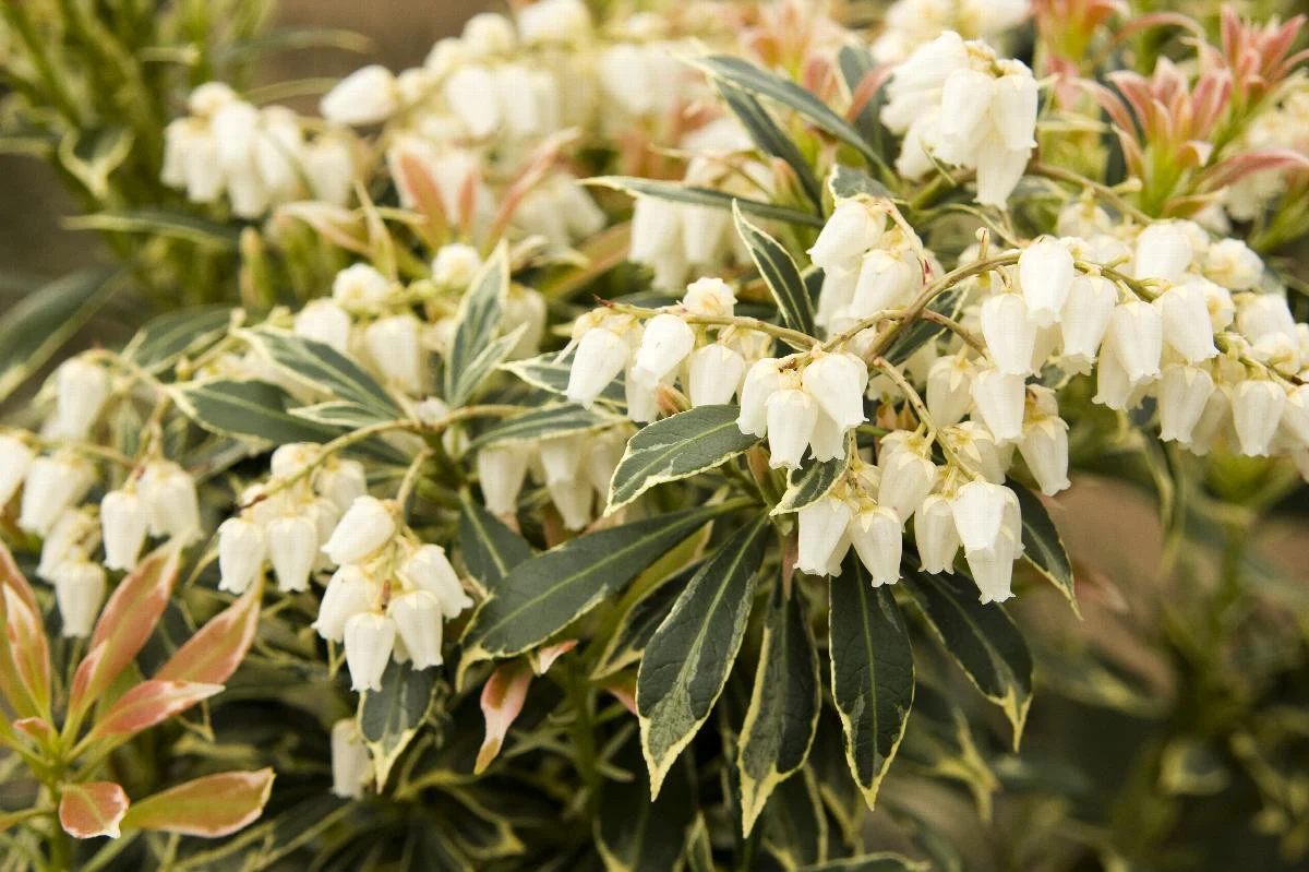 Variegated Japanese Pieris - Monrovia