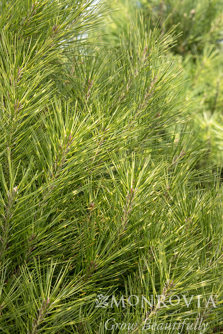 Golden Ghost Japanese Red Pine - Monrovia