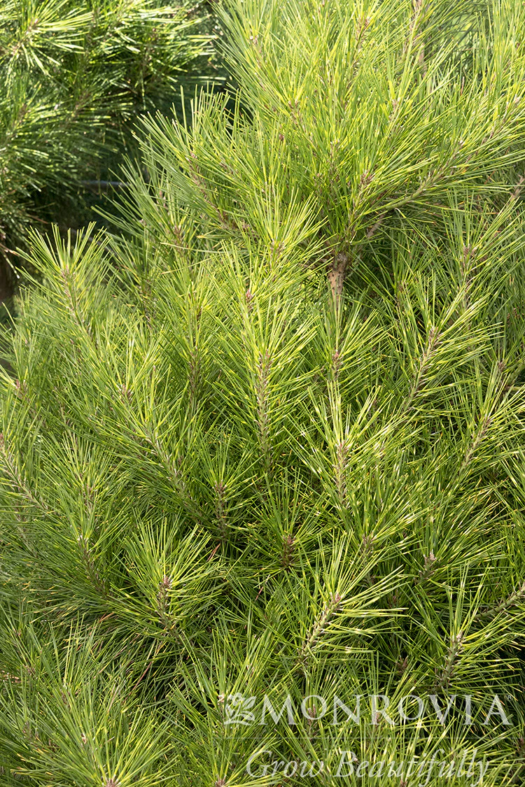 Golden Ghost Japanese Red Pine - Monrovia - Image 2