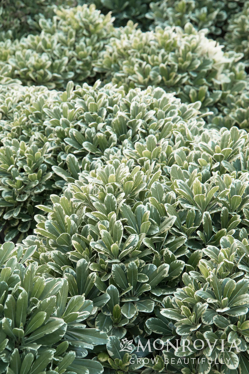 Cream De Mint™ Dwarf Pittosporum - Monrovia - Image 2