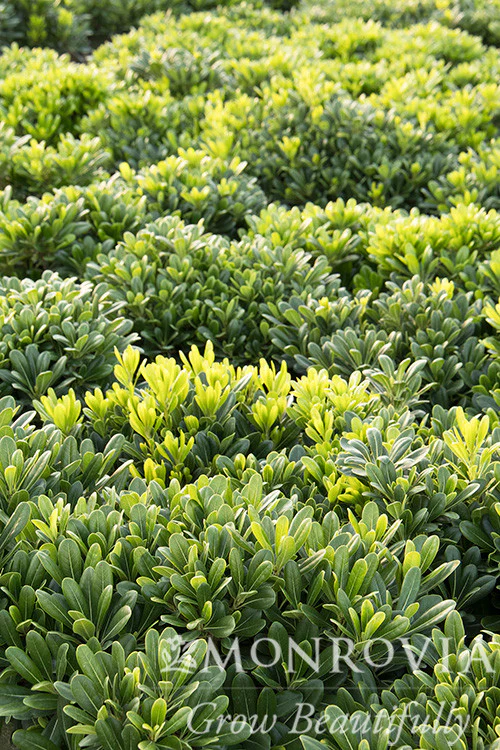 Wheeler's Dwarf Japanese Pittosporum - Monrovia