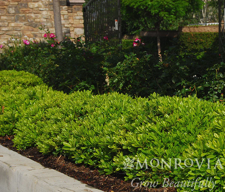 Wheeler's Dwarf Japanese Pittosporum - Monrovia - Image 2