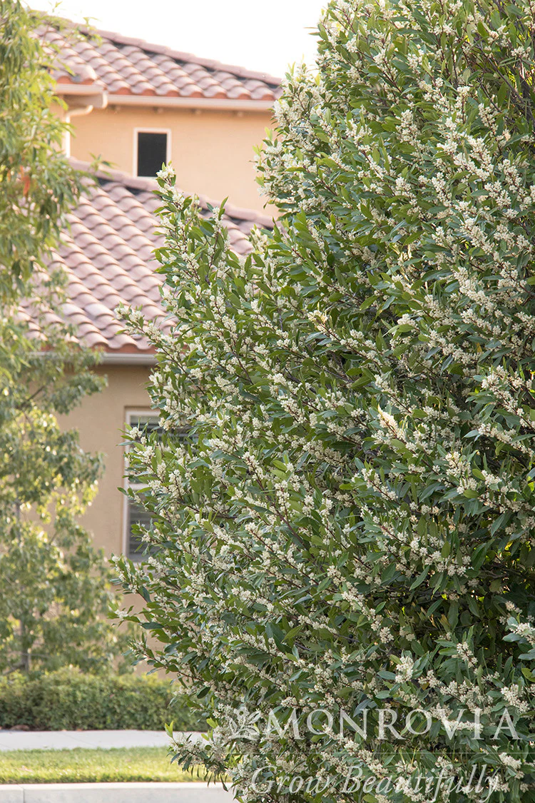 Bright 'N Tight™ Carolina Laurel - Monrovia - Image 2