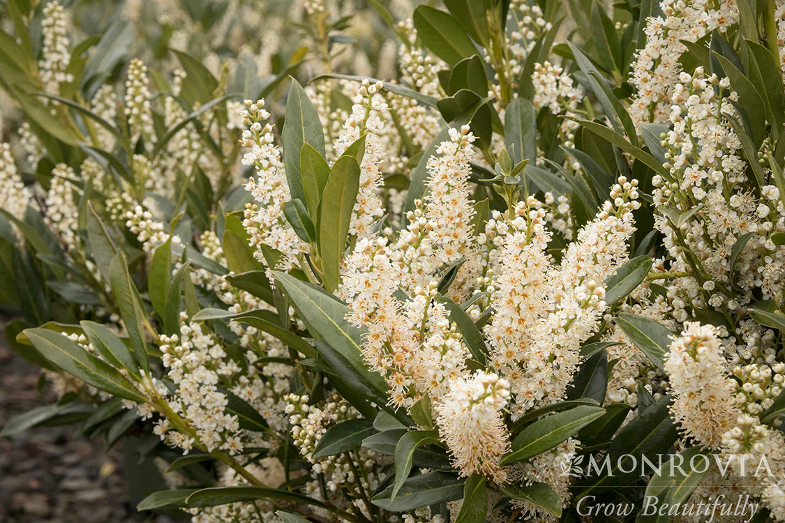 Jade Enchantress® Cherry Laurel - Monrovia