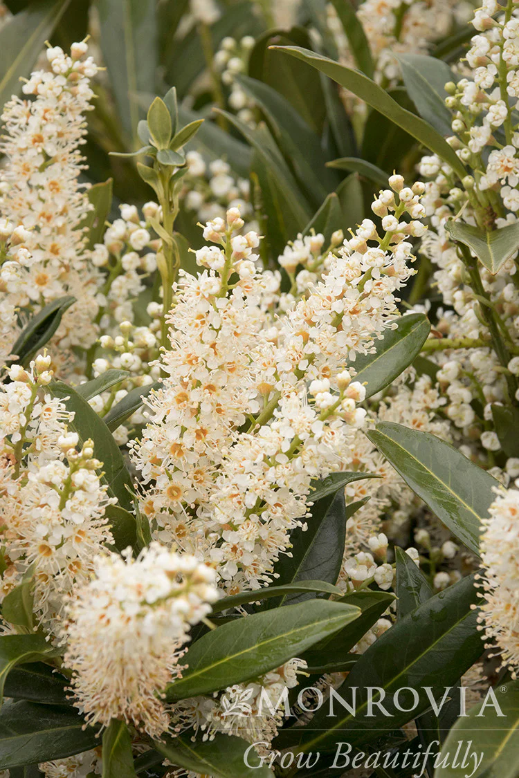 Jade Enchantress® Cherry Laurel - Monrovia - Image 2