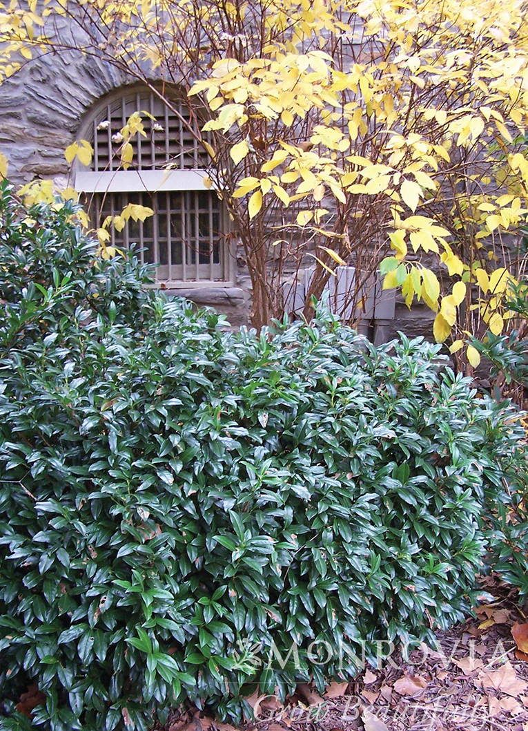 Chestnut Hill Cherry Laurel - Monrovia