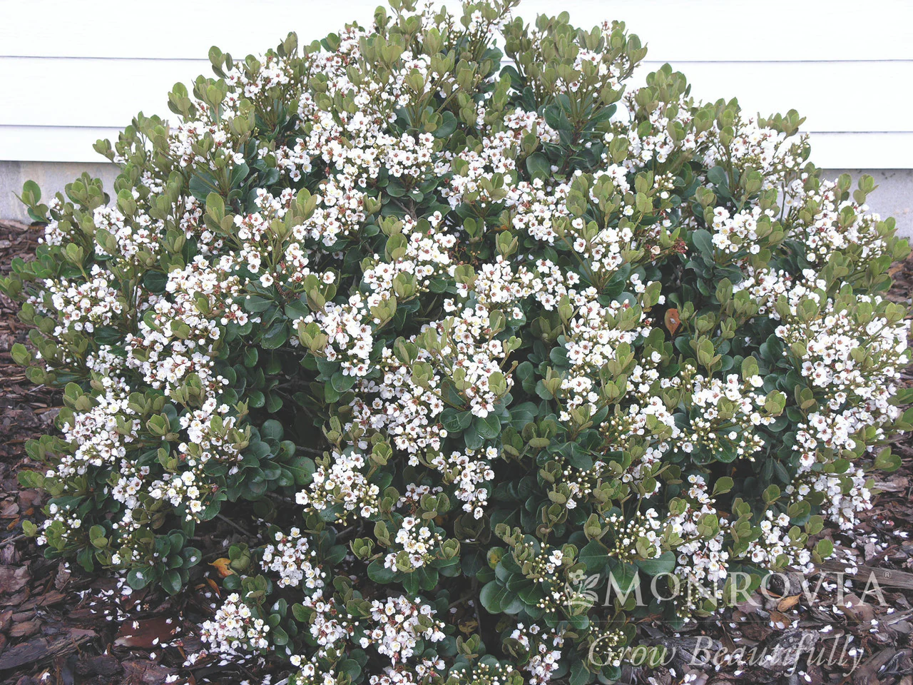 Georgia Petite Indian Hawthorn - Monrovia - Image 6