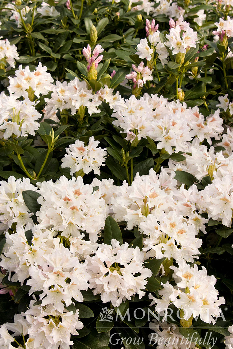 Cunningham's White Rhododendron - Monrovia - Image 2