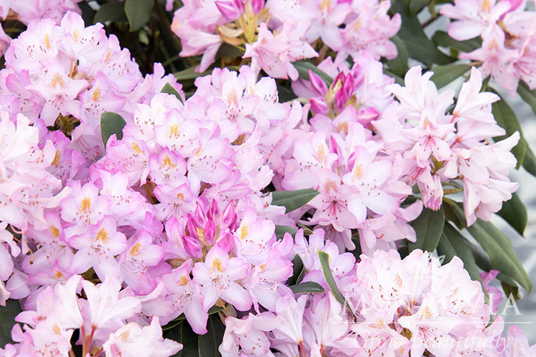 Pink Rosebay Rhododendron - Monrovia - Image 3
