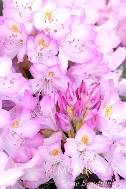Pink Rosebay Rhododendron - Monrovia - Image 5