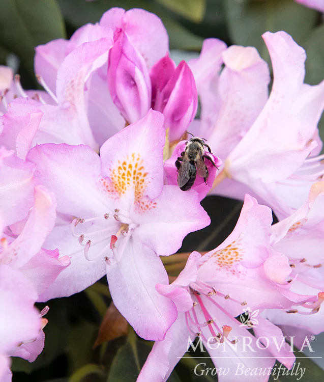 Pink Rosebay Rhododendron - Monrovia - Image 7