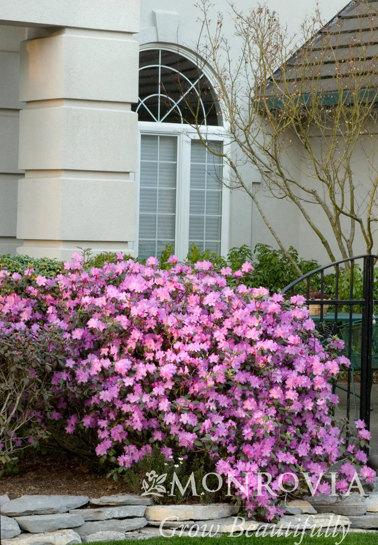 P.J.M. Rhododendron - Monrovia - Image 2