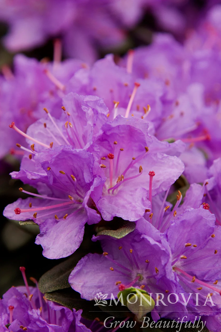 Ramapo Rhododendron - Monrovia