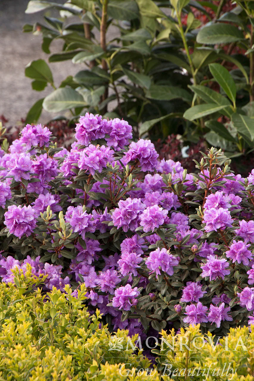 Ramapo Rhododendron - Monrovia - Image 2