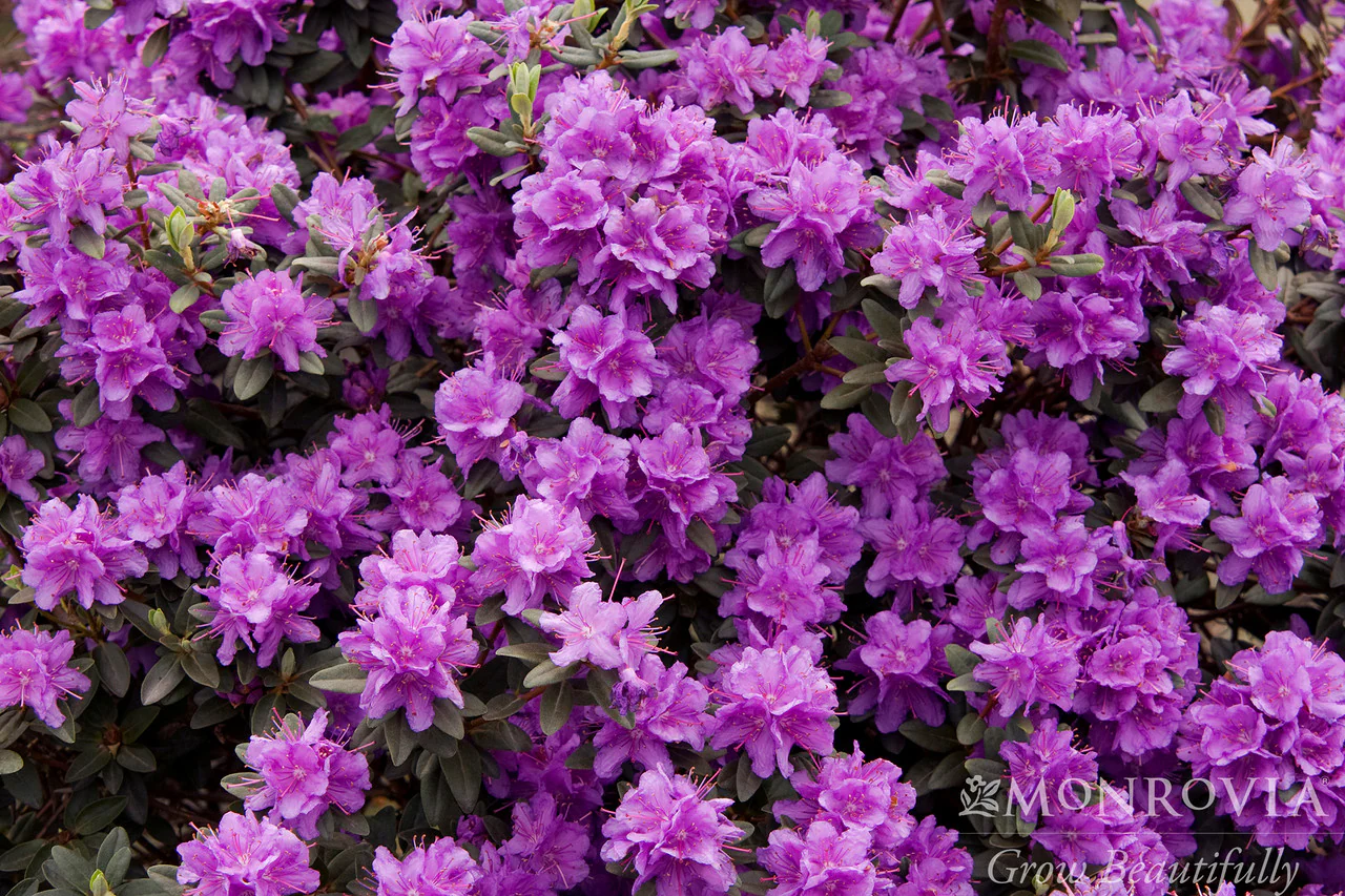 Ramapo Rhododendron - Monrovia - Image 3