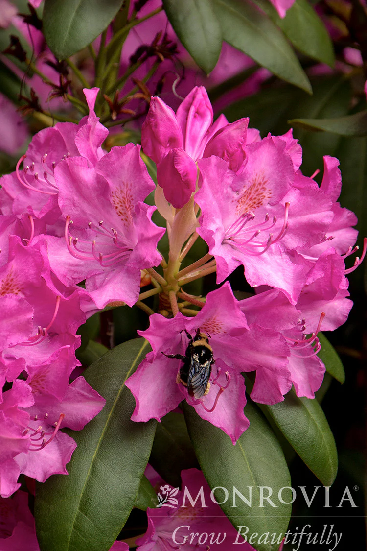 Roseum Elegans Rhododendron - Monrovia - Image 2