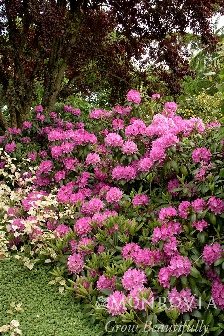 Roseum Elegans Rhododendron - Monrovia - Image 3