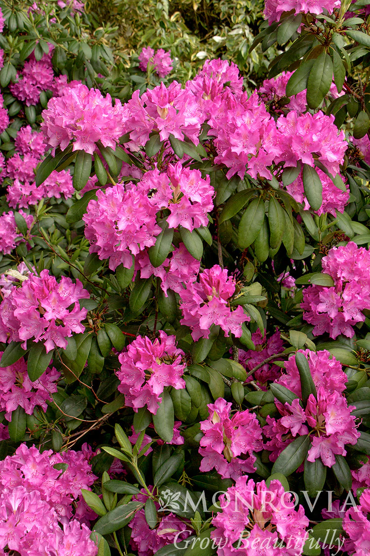 Roseum Elegans Rhododendron - Monrovia - Image 4
