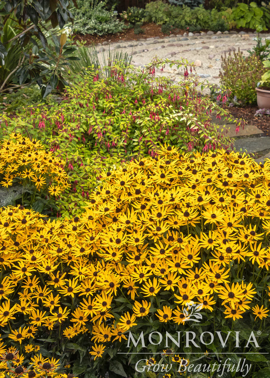 Little Goldstar Black-Eyed Susan - Monrovia - Image 2