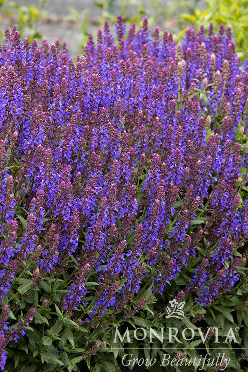 Apex™ Blue Meadow Sage - Monrovia
