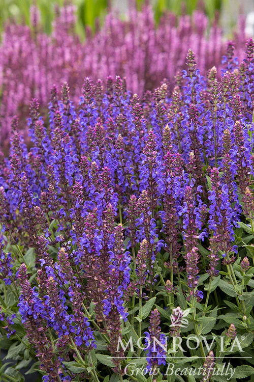 Apex™ Blue Meadow Sage - Monrovia - Image 3