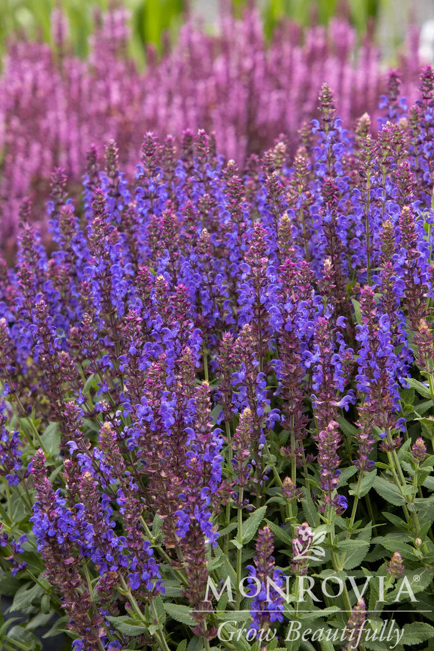 Apex™ Blue Meadow Sage - Monrovia - Image 4