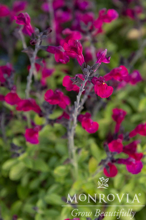 VIBE® Ignition Fuchsia Salvia - Monrovia