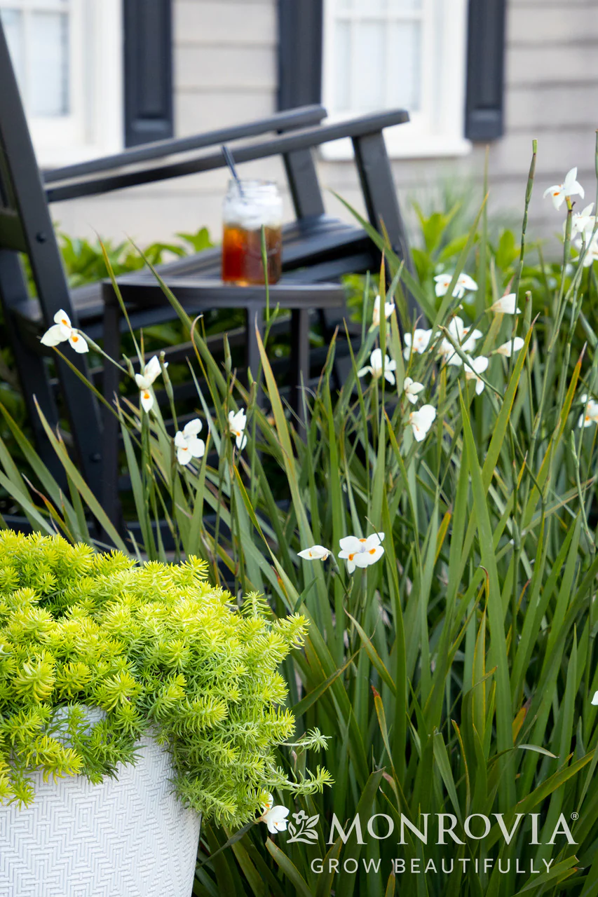 Angelina Stonecrop - Monrovia