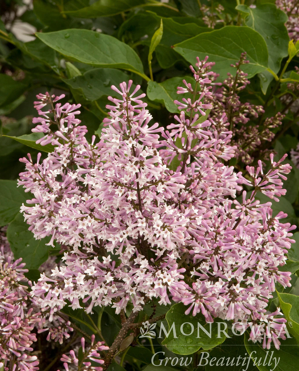 Miss Kim Korean Lilac - Monrovia