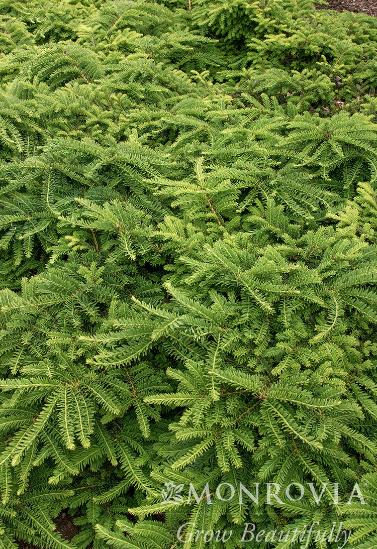 Emerald Spreader® Japanese Yew - Monrovia - Image 3