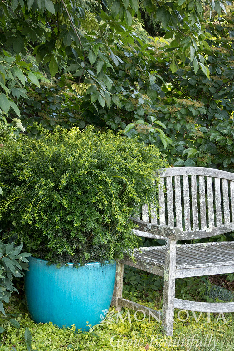 Dense Spreading Yew - Monrovia